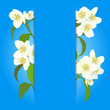 Vector greeting card with cherry blossom.