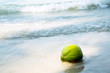 Coconut on tropical beach