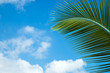 Green palm leaves on the blue sky