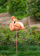 greater flamingo