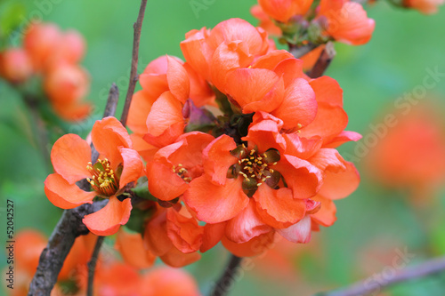 Photo: japanese quince japanese quince