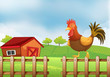 A rooster above the fence