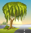 A big tree at the road