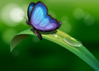 A blue butterfly above a leaf
