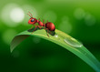 Vector: An ant above the leaf An ant above the leaf