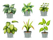 Six leafy plants with pot