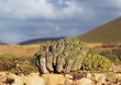 Cactus growing in the desert