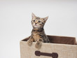 箱から顔をだす子猫