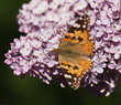 Foto: Butterfly on Syringa, lilac flower background Butterfly on Syringa, lilac flower background