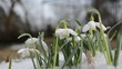 spring snowdrop snowflake flowers blooms between snow in forest
