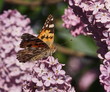 Foto: Butterfly lilac flower background Butterfly lilac flower background