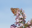 Foto: Butterfly on lilac flower background Butterfly on lilac flower background