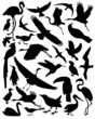 silhouette of the birds