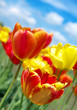 Tulpenwiese