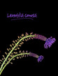 Leopoldia comosa aka Muscari comosum - wild flower Tufted Grape