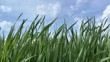 Green grass swaying in the wind.