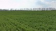 Green grass swaying in the wind.