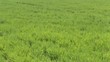Green grass swaying in the wind.