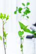 Experimenting with flora in laboratory.