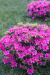 Foto: azalea flower azalea flower