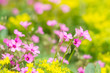Foto: oxalis blooming oxalis blooming