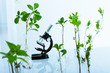 Experimenting with flora in laboratory.