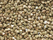 buckwheat grains