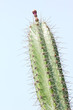 canvas print picture - cactus
