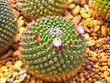 canvas print picture - cactus flower
