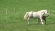 Jument boulonnaise dans un pré et son poulain