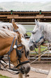 horses waiting