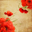 Vintage poppies composition with space for text