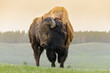bisonte nello Yellowstone National Park in Wyoming