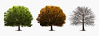 three trees on white background, different seasons