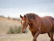 Foto: wild horse wild horse