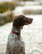 grayster dog
