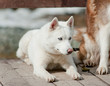 white husky
