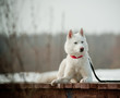 white husky