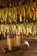 Cuban cigars in drying house
