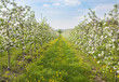 Foto: Blooming peach trees Blooming peach trees
