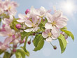 Foto: Peach blossom flowers Peach blossom flowers