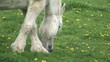Jument boulonnaise dans un pré mangeant de l'herbe