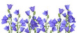Bluebells border