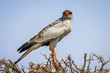 Pale chanting goshawk in acacia tree