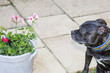 Dog and Flowers