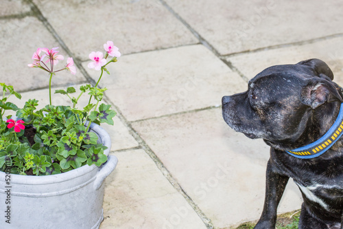 Photo: Dog and Flowers Dog and Flowers