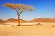 Idyllic desert scenery with single tree, Egypt