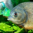 piranha in aquarium