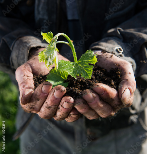 Photo: Farmer holding green young plant Farmer holding green young plant