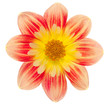 dahlia